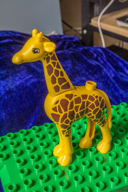 giraffe_a.jpg