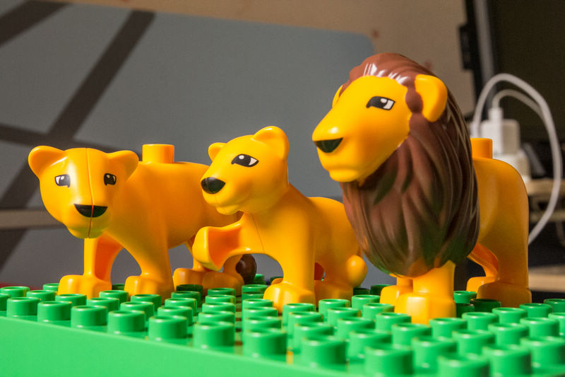 lion_family.jpg