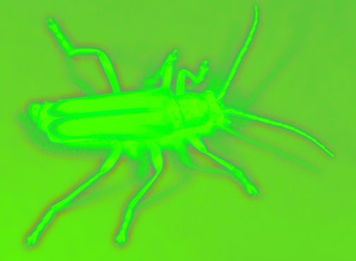 glowysoldierbeetle.jpg