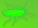 glowysoldierbeetle.jpg