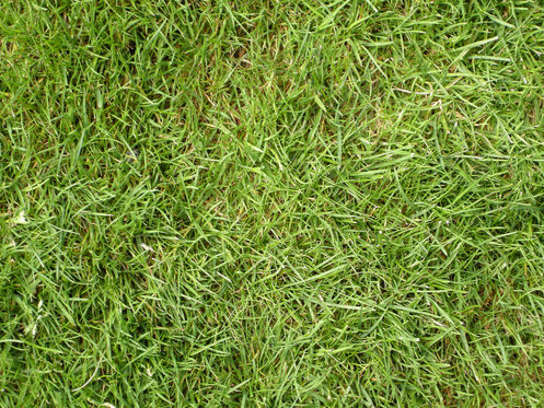 grass-texture-1.jpg
