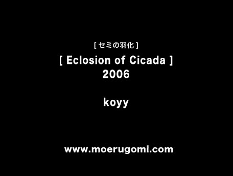 cicada04.jpg