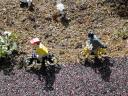 legoland056.jpg