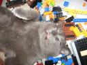 2008_08212007christmas0037.jpg
