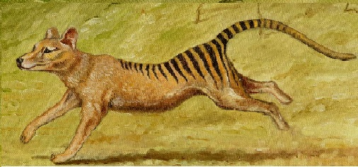 thylacine.jpg