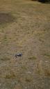 desert_blaster_savanna_39.jpg
