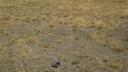 desert_blaster_savanna_42.jpg