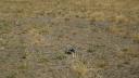 desert_blaster_savanna_43.jpg
