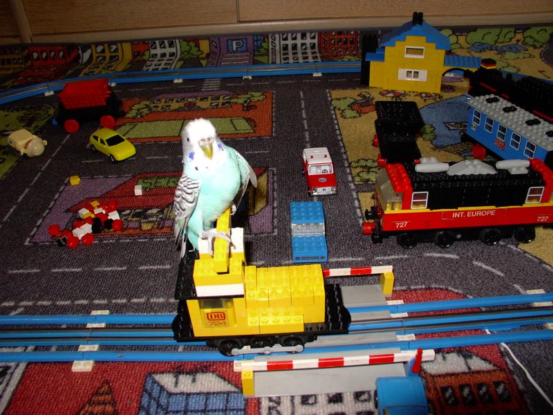 birdtrain1.jpg