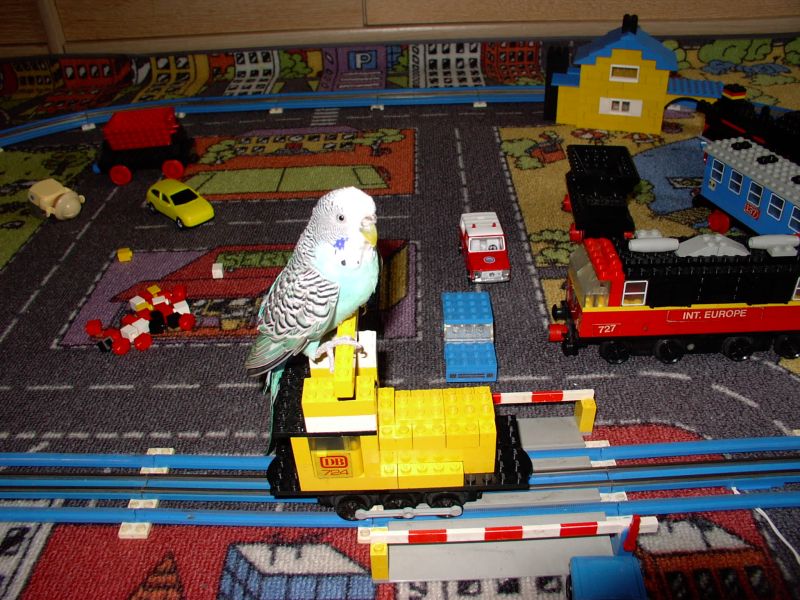 birdtrain2.jpg