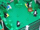 zoo_monkeys_gorillas_08.jpg