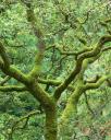 web_of_green_-_version_2.jpg