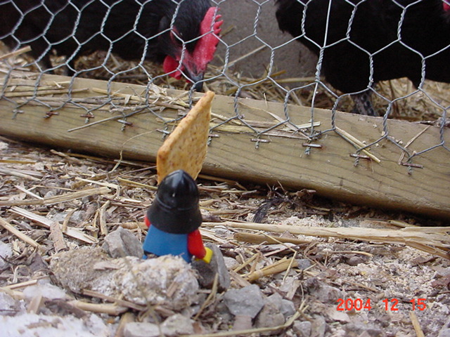 henryfeedingchicken.jpg