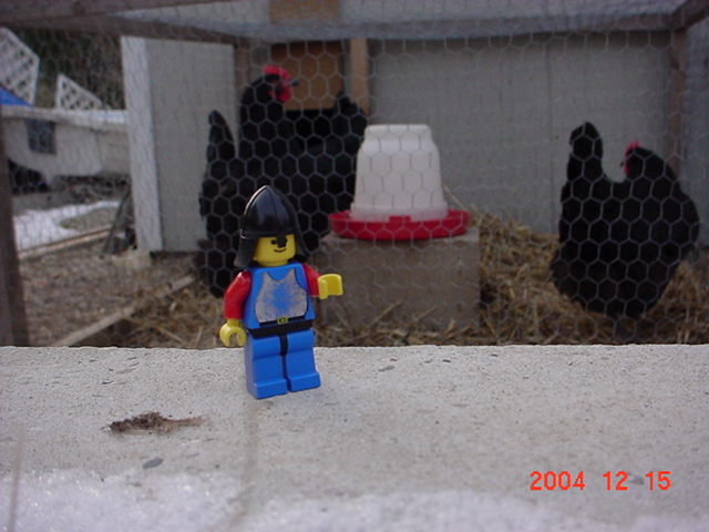 henrywithchickens.jpg