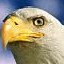 eagle.png