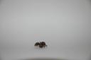characters_g_ant.jpg