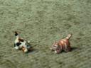 cats0002.jpg