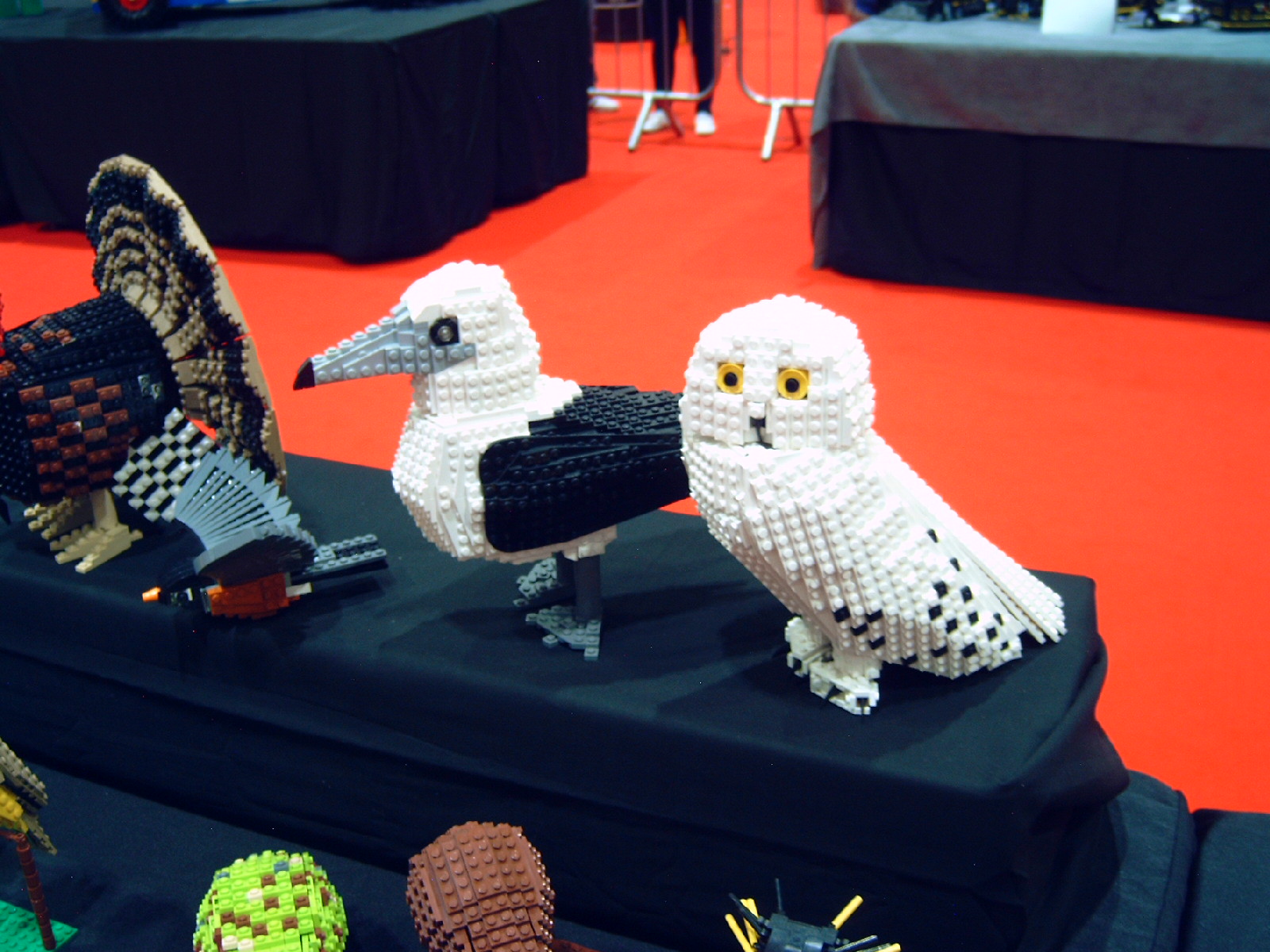 birds_2.jpg