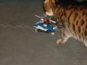 space_cat_attack.jpg