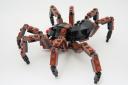 tarantula_04.jpg