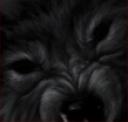 avek2wolf.png