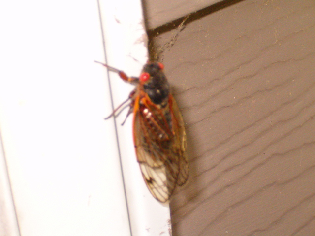 cicadareal.jpg