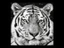 tiger.jpg