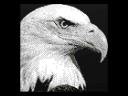 eagle96.jpg
