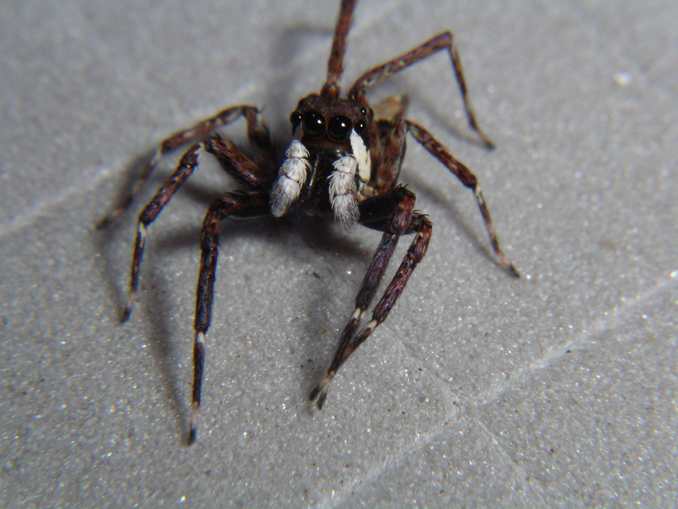 spider14.jpg
