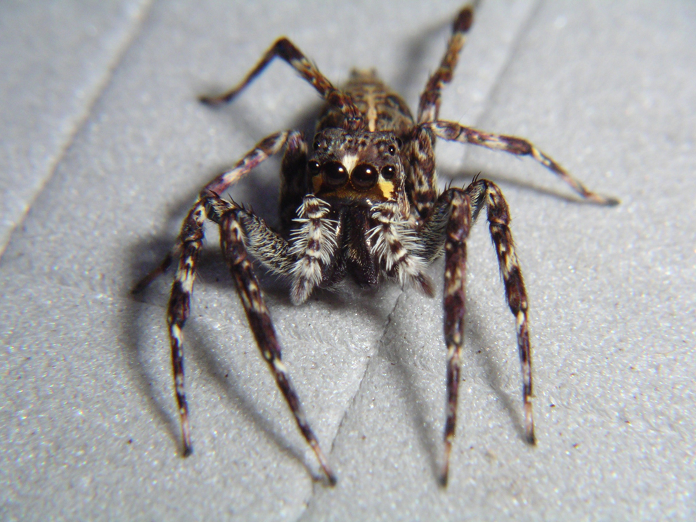 spider15.jpg