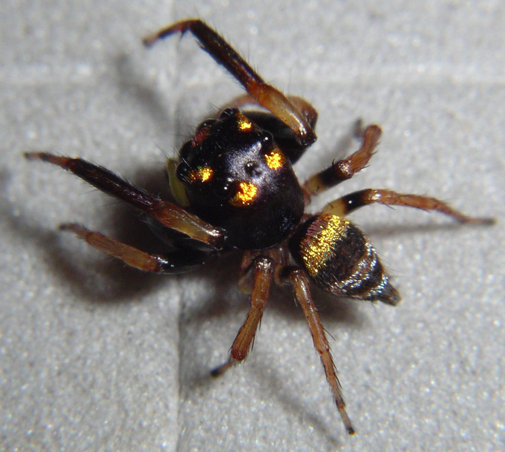 spider3.jpg