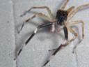 spider12.jpg