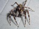 spider15.jpg