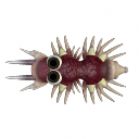 redguy_fish.png