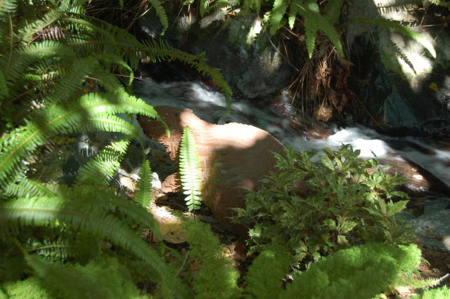 llca0307.jpg