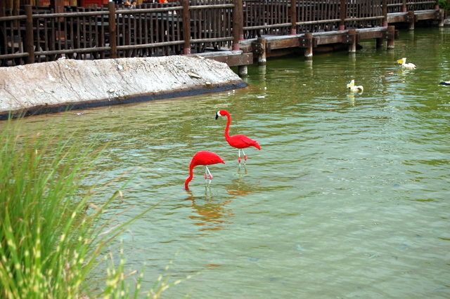 dsc_2487.jpg