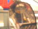 faucon04.jpg