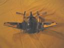 Wasp