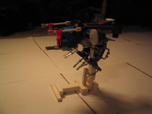 accipiter5.jpg