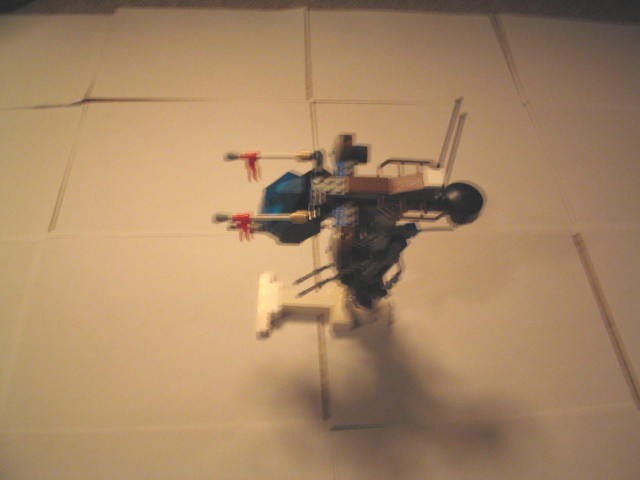 accipiter6.jpg