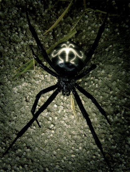 spider.jpg