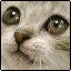 kittyvatar.png