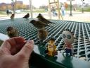 todd-and-missy-feed-the-birds.jpg