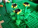 sunflowers.jpg