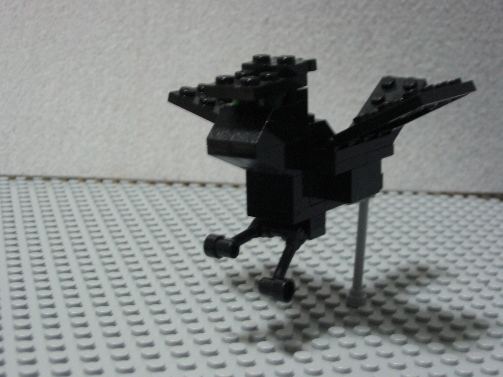 crow07.jpg