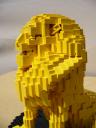 lion_11.jpg