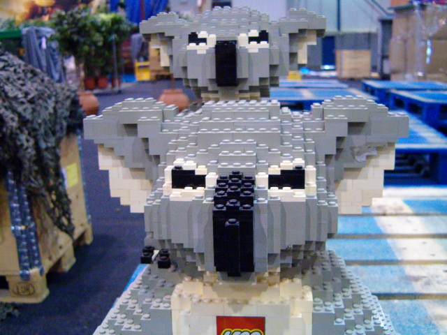 koala15.jpg
