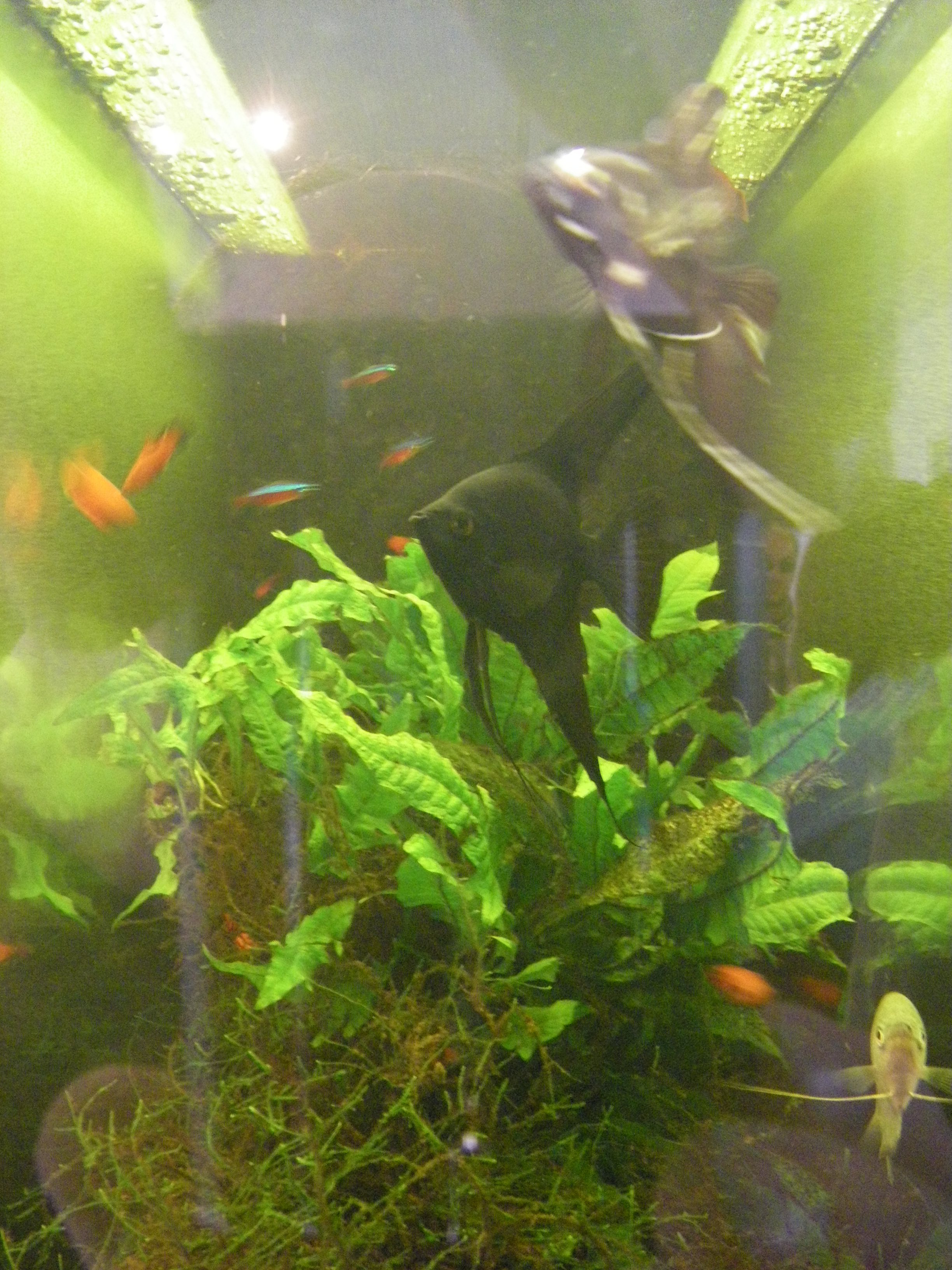 fishtank-in-lego-museum.jpg