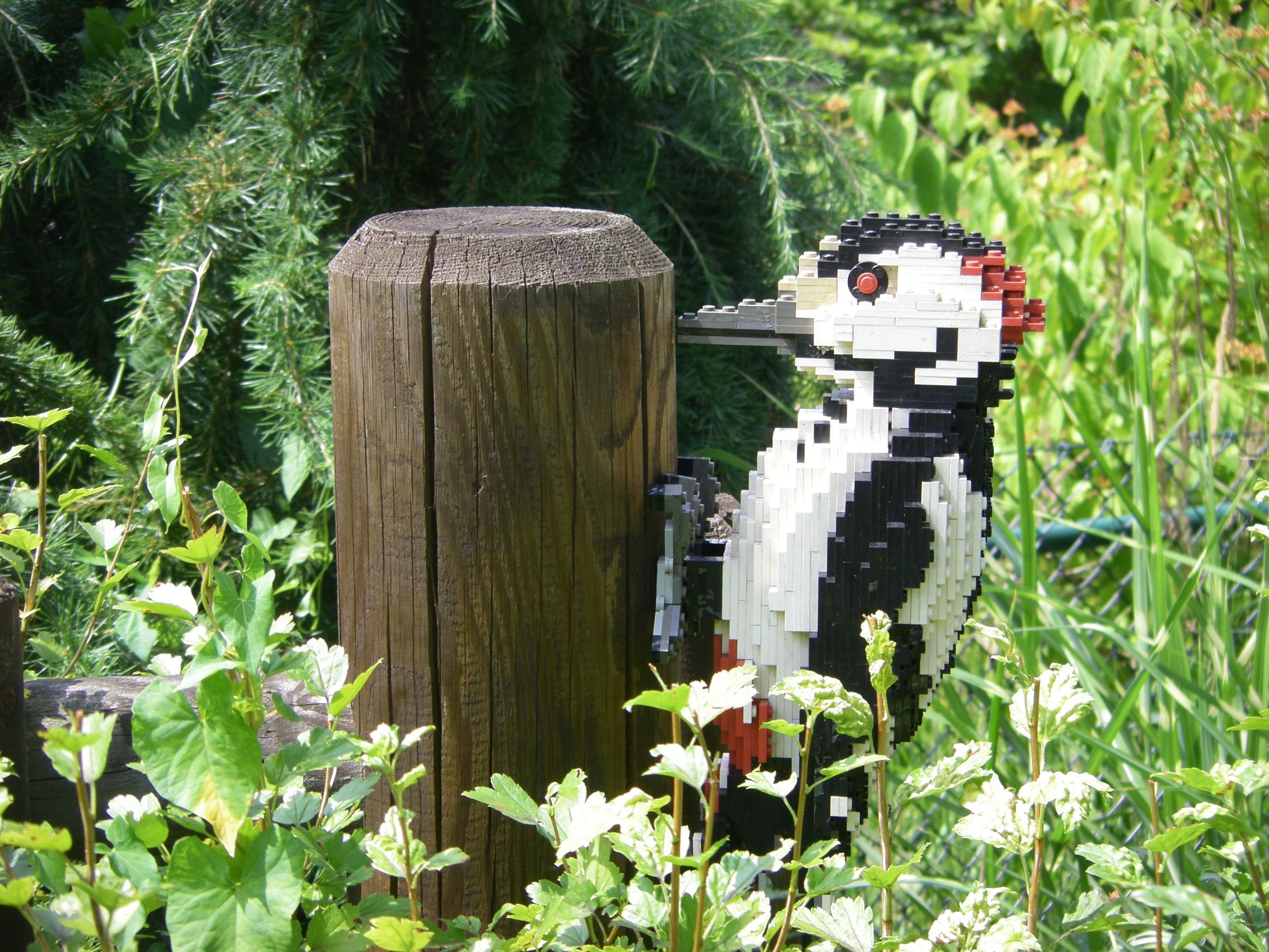 imgp5481.jpg