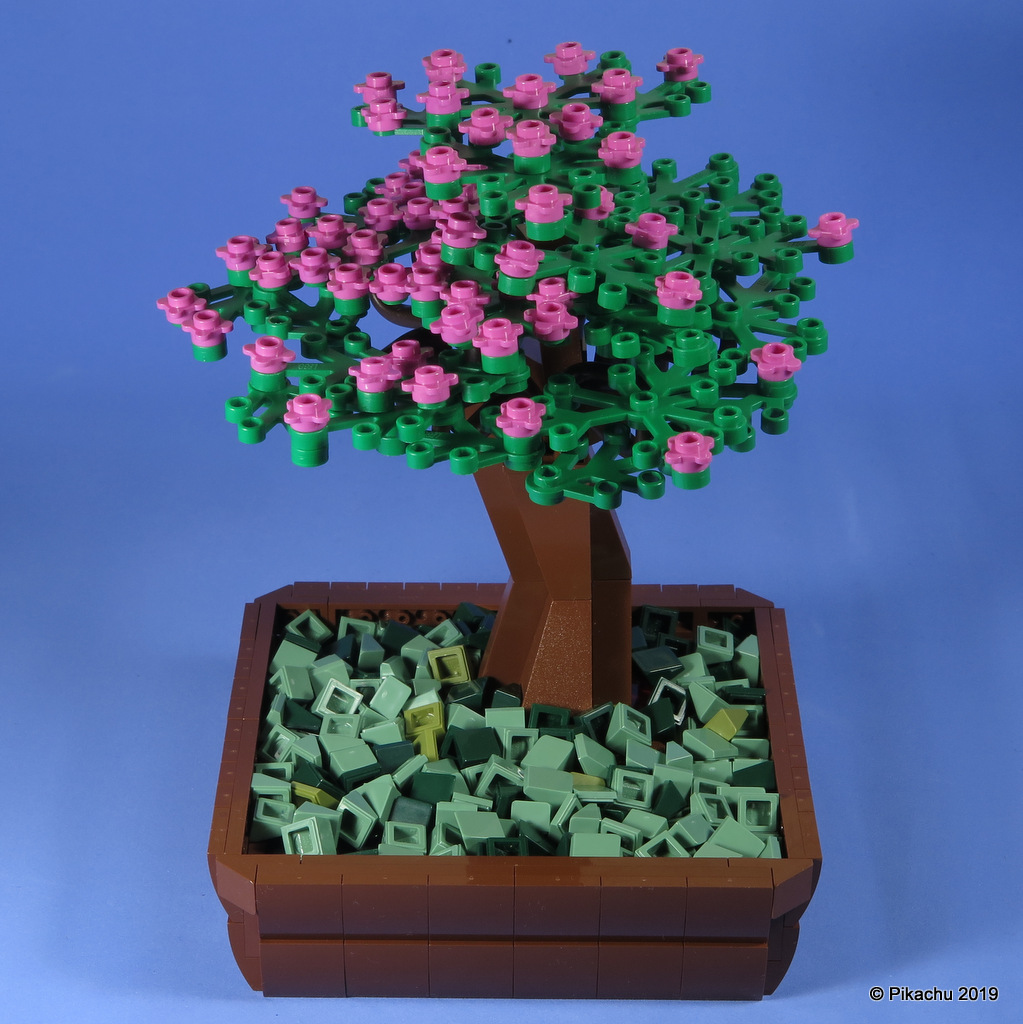 bonsai-003.jpg